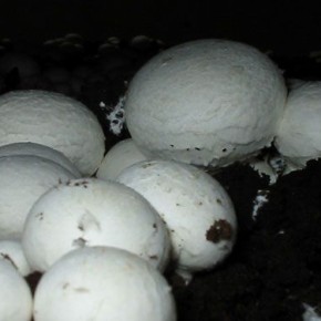 Выращивание шампиньонов:удобрения для грибов