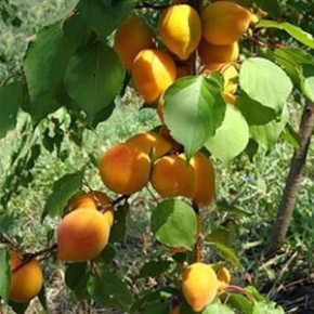 Размножение абрикос:когда проводить окулировку
