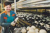  Применение в практике грибоводства нового способа пастеризации субстрата