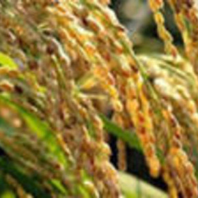  В Госреестр было внесено 2173 сорта зерновых культур
