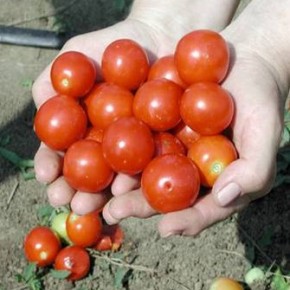 Сколько хранятся семена помидор?
