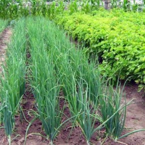Как влияют фосфорные удобрения на овощные растения?