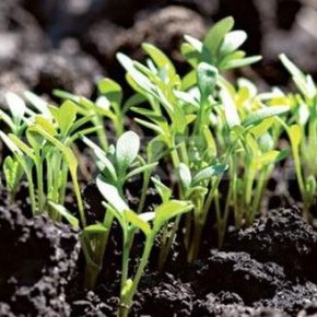 Ранний посев:как подготовить почву