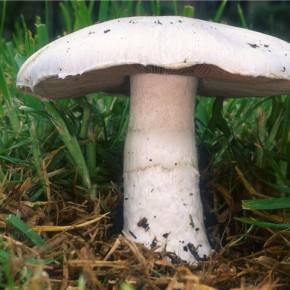 Шампиньоны :уход и выращивание грибов