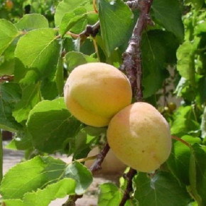 Для получения хорошего урожая достаточно одного дерева в саду:выращиваем абрикосы