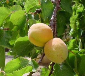 Абрикос - это плодовое дерево 
