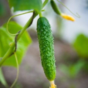 Простые советы для садоводов - городникив:выращиваем огурцы