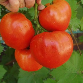Селекция томатов своими руками в домашних условиях