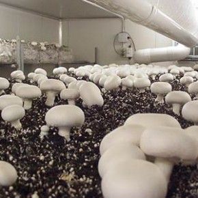 Зачем кондиционировать субстрат перед выращиванием грибов?