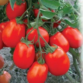 Главное правило сбора семян помидор