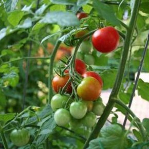 Нужно ли выращивать овощи на приусадебном участке?