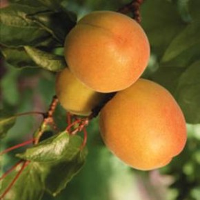 Сад на участке:как размножать абрикос