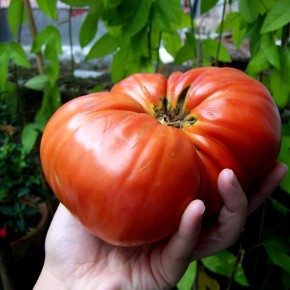 Выращивание крупноплодных томатов:красивые плоды,отличный вкус