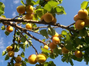 Выращивание абрикос