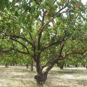 Размножение абрикоса:способы прививок плодового дерева