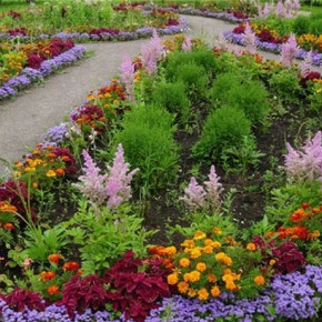 Выращивание многолетних цветов:правила ухода