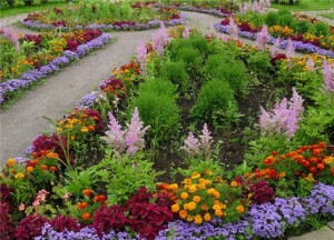 Выращивание многолетних цветов:правила ухода