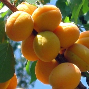 Кумир-очень ранний сорт абрикос