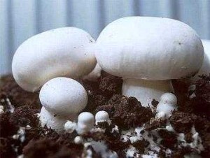 выращиваем грибы