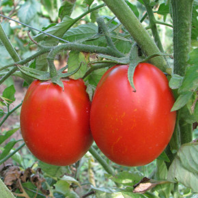Технология выращивания томатов :как сохранить урожай
