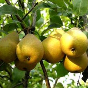 Выращивание груш:полив и уход