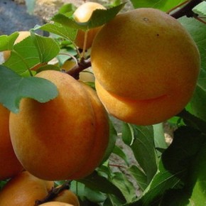 Три основные группы сортов абрикоса в зависимости от срока созревания плодов