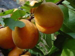 Три основные группы сортов абрикоса