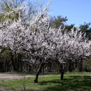 Выращивание абрикос:особенности ухода за плодовыми деревьями