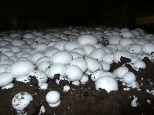 уход и выращивание грибов