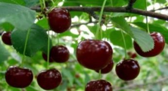 Вишнёвый клей:целебные свойства камеди