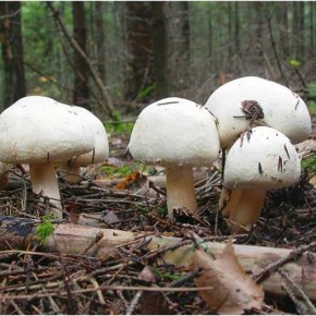 Какая температура нужна для выращивания грибов?
