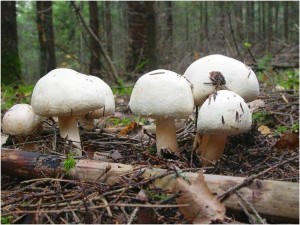 Какая температура нужна для выращивания грибов