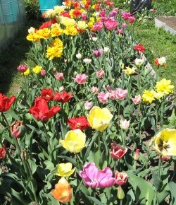 Можно ли сажать тюльпаны летом?