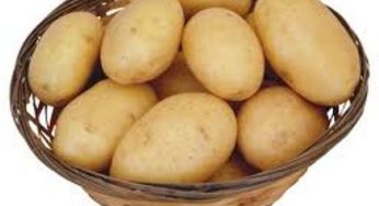 Украинский картофель:характеристика сорта Гурман