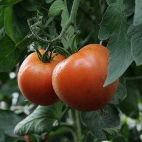 Обойный способ выращивания томатов