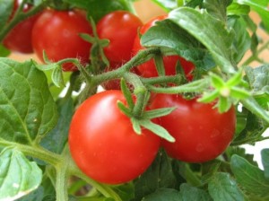 томаты не поддались погодным катаклизмам