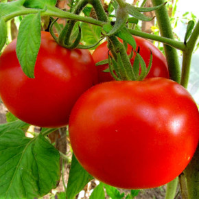 Основные болезни томатов в период вегетации
