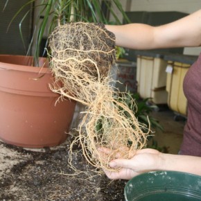 Как обеспечить комнатным растениям хорошие условия для произростания?