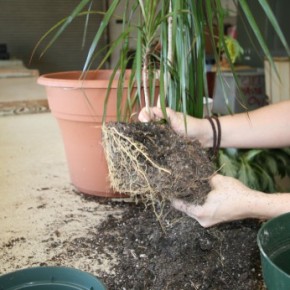 Выращивание комнатных растений:пересадка и удобрение