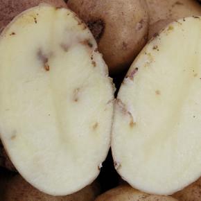 Как распространяется картофельная моль