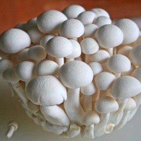 Выращивание шампиньонов:как обеспечить высокие урожаи грибов