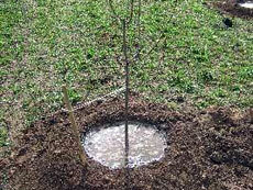 Полив сада:расход воды зависит от возраста дерева