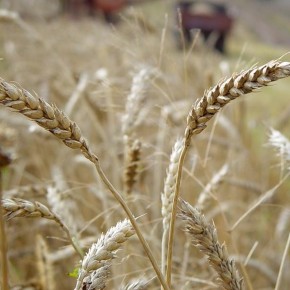 Сельхозпроизводителям предложено 18 новых высокоурожайных сортов озимой пшеницы