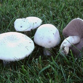 Как правильно подготовить почву для выращивания грибов?