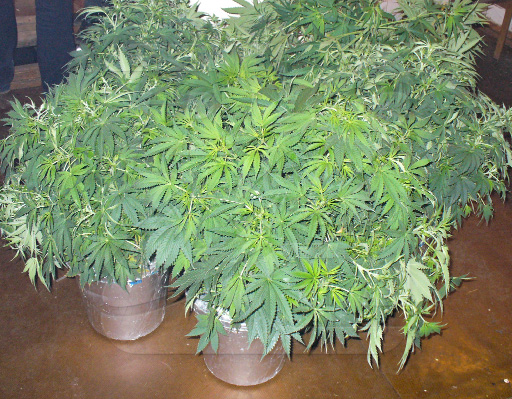 Марихуана при туберкулезе фото кустов марихуаны