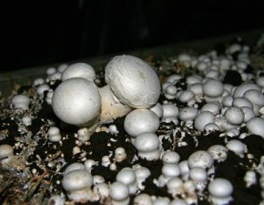 Выращивание грибов:как уничтожить вредителей в компосте
