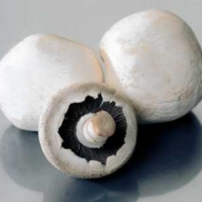 Выращивание грибов:норма высева мицелия