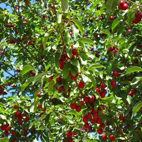 Дерево вишни:выращивание и уход