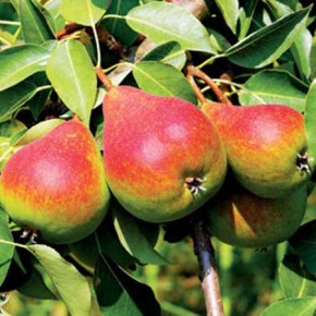 Как бороться с мучнистой росой на груше?