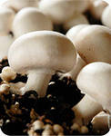 Вегетативный способ размножения грибов :как размножать шампиньоны